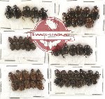 Scientific lot no. 32 Coprophaga (Onthophagini) (53 pcs)