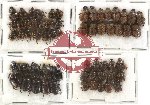 Scientific lot no. 33 Coprophaga (Onthophagini) (60 pcs)