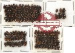 Scientific lot no. 41 Coprophaga (Onthophagini) (109 pcs)