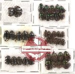 Scientific lot no. 36 Coprophaga (Onthophagini) (39 pcs)