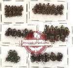 Scientific lot no. 34 Coprophaga (Onthophagini) (50 pcs)