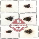 Scientific lot no. 55 Carabidae (6 pcs)