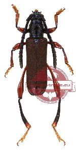 Ipothalia cambodgensis