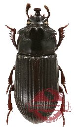 Tenebrionidae sp. 27 (A2)