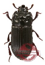 Tenebrionidae sp. 28 (A2)