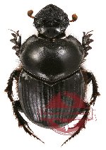 Onthophagus sp. 7