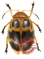 Chrysomelidae sp. 40