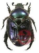 Rutelinae sp. 9