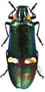 Megaloxantha bicolor nigricornis