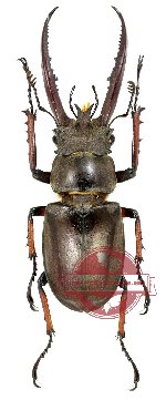 Lucanus planeti