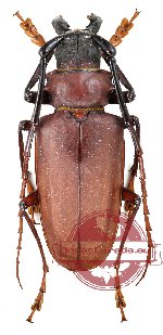 Dorysthenes granulosus