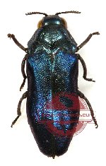 Melibaeus sp. 3 A/A-