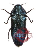 Melibaeus sp. 4 A/A-