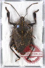 Pentatomidae sp. 9