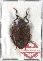 Pentatomidae sp. 11