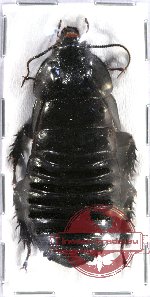 Blattodea sp. 34