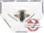 Chrysididae sp. 1 (SPREAD)