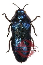 Melibaeus sp. 5 A/A-