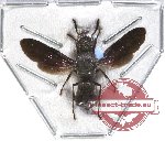 Eumenidae sp. 7 (SPREAD)