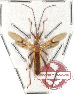 Heteroptera sp. 55 (SPREAD)