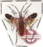 Heteroptera sp. 56 (SPREAD)