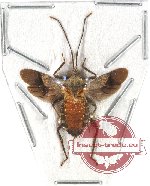 Heteroptera sp. 57 (SPREAD)