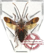 Heteroptera sp. 58 (SPREAD)