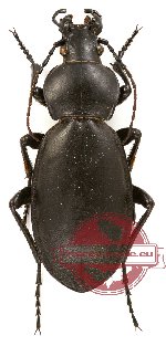 Carabus (Lamprostus) hemprichi