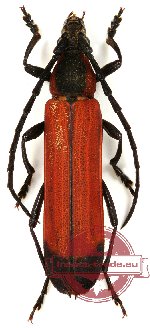 Erythrus sp. 8