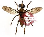 Diptera sp. 5 (SPREAD)