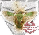 Heteroptera sp. 38 (SPREAD)