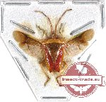 Heteroptera sp. 39 (SPREAD)