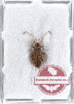 Heteroptera sp. 43 (10 pcs)