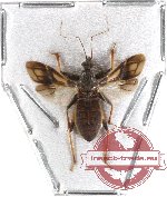 Heteroptera sp. 45 (SPREAD) (A-)
