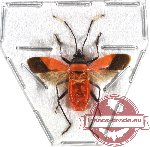 Heteroptera sp. 49 (SPREAD) (A2)