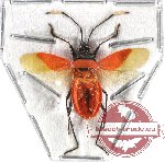 Heteroptera sp. 50 (SPREAD)