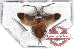 Heteroptera sp. 51 (SPREAD)