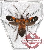 Heteroptera sp. 52 (SPREAD)