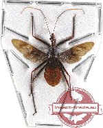 Reduvidae sp. 7 (SPREAD)