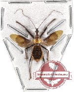 Reduvidae sp. 9 (SPREAD)