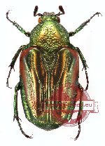 Taeniodera minanga (PARATYPES)