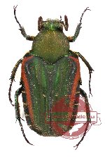 Taeniodera minanga (PARATYPES) (male A-, female A)