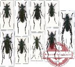 Sc. lot no. 25 (Callichromatini) (9 pcs)