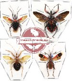 Scientific lot no. 50 (Reduvidae) (4 pcs A-)