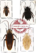 Scientific lot no. 6 Blattodea (4 pcs) (2 pcs A-)