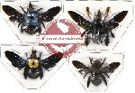 Scientific lot no. 10A Xylocopa mix sp. (4 pcs)