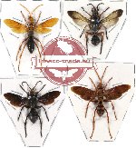 Scientific lot no. 51 Hymenoptera (4 pcs) SPREAD