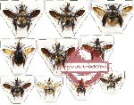 Scientific lot no. 50 Bombus spp. (10 pcs) (3 pcs A-)