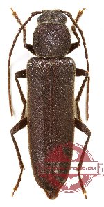 Arhopalus unicolor