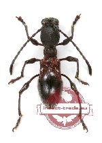 Clytellus methocoides